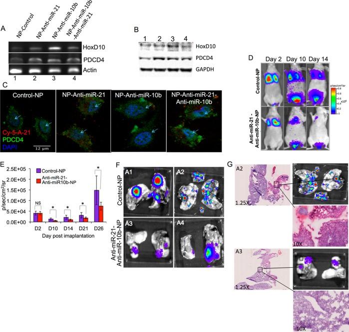 https://cdn.ncbi.nlm.nih.gov/pmc/blobs/ae40/4374409/ba707f28bd94/nn-2014-07465d_0005.jpg