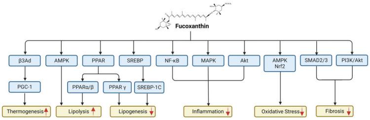 https://cdn.ncbi.nlm.nih.gov/pmc/blobs/ae41/10179653/0d414dba1334/ijms-24-08203-g005.jpg