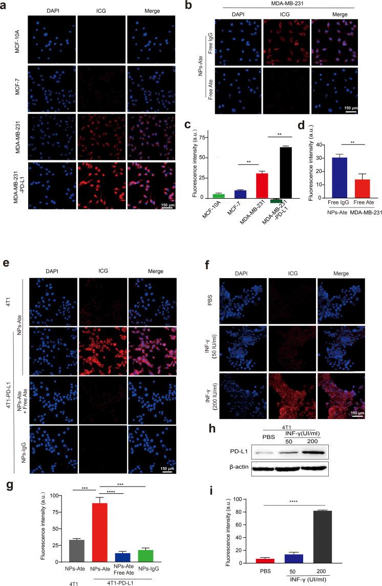 https://cdn.ncbi.nlm.nih.gov/pmc/blobs/ae42/10497065/849e7fc5cf4f/IJN-18-5141-g0004.jpg