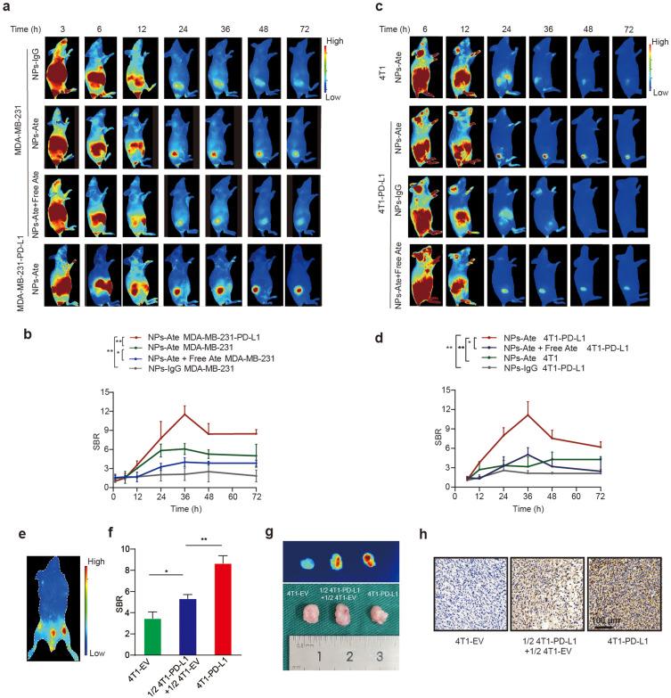 https://cdn.ncbi.nlm.nih.gov/pmc/blobs/ae42/10497065/ec04ee735ab3/IJN-18-5141-g0005.jpg
