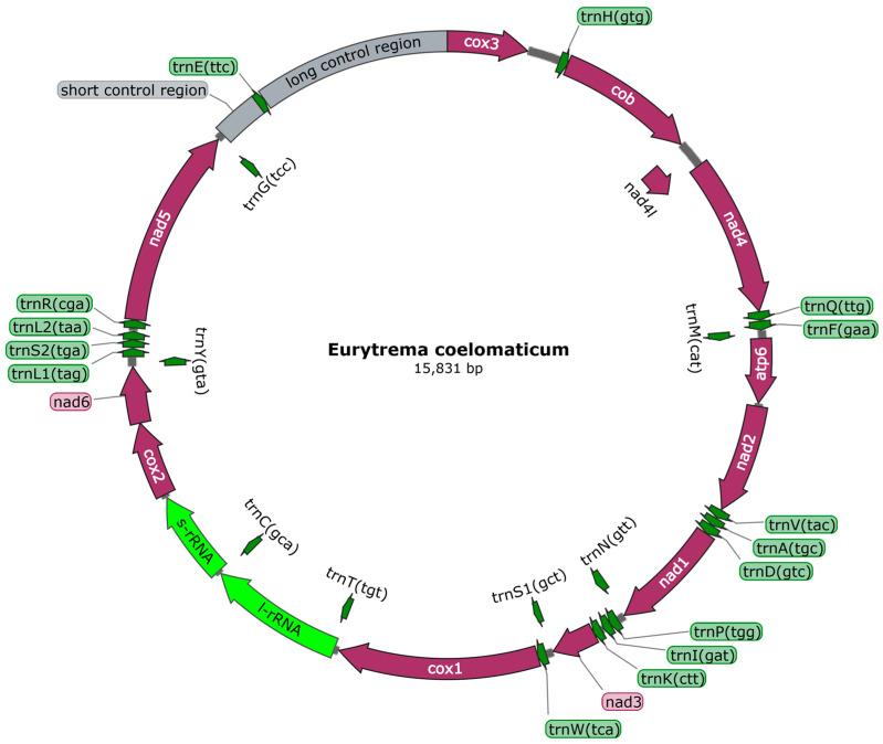 https://cdn.ncbi.nlm.nih.gov/pmc/blobs/ae42/10743053/5be50724ec0e/genes-14-02199-g001.jpg