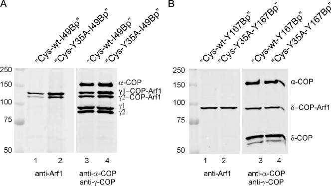 https://cdn.ncbi.nlm.nih.gov/pmc/blobs/ae42/3171119/065784df8184/JCB_201011027_GS_Fig5.jpg