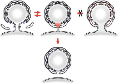 https://cdn.ncbi.nlm.nih.gov/pmc/blobs/ae42/3171119/7e37b264b0ef/JCB_201011027_RGB_Fig6.jpg