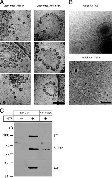 https://cdn.ncbi.nlm.nih.gov/pmc/blobs/ae42/3171119/bf74c4aa61b8/JCB_201011027_GS_Fig2.jpg