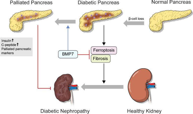 https://cdn.ncbi.nlm.nih.gov/pmc/blobs/ae43/10244744/e2a41af738d2/fendo-14-1172199-g005.jpg