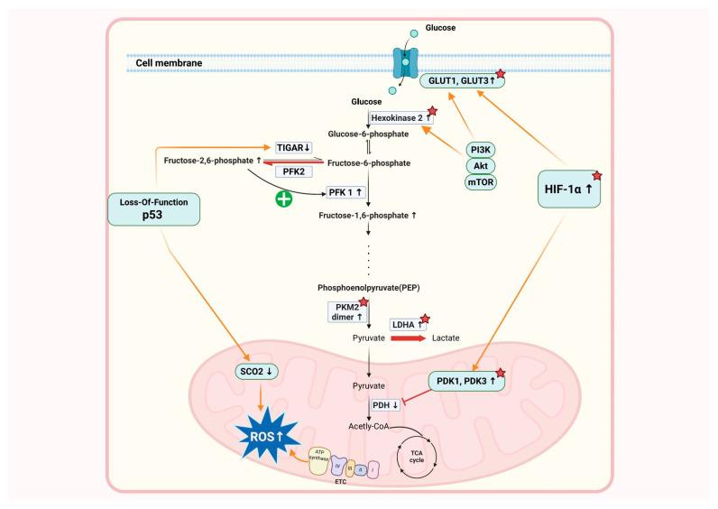 https://cdn.ncbi.nlm.nih.gov/pmc/blobs/ae47/12195805/e2223c4a73d4/pharmaceuticals-18-00813-g001.jpg