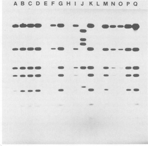 https://cdn.ncbi.nlm.nih.gov/pmc/blobs/ae47/261272/87c35e161da6/iai00114-0324-a.jpg