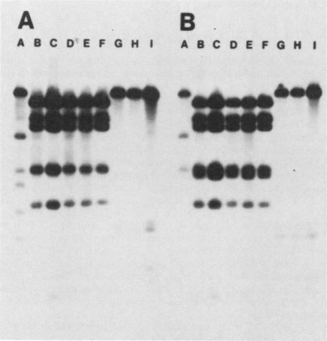 https://cdn.ncbi.nlm.nih.gov/pmc/blobs/ae47/261272/b258271ecc46/iai00114-0325-b.jpg