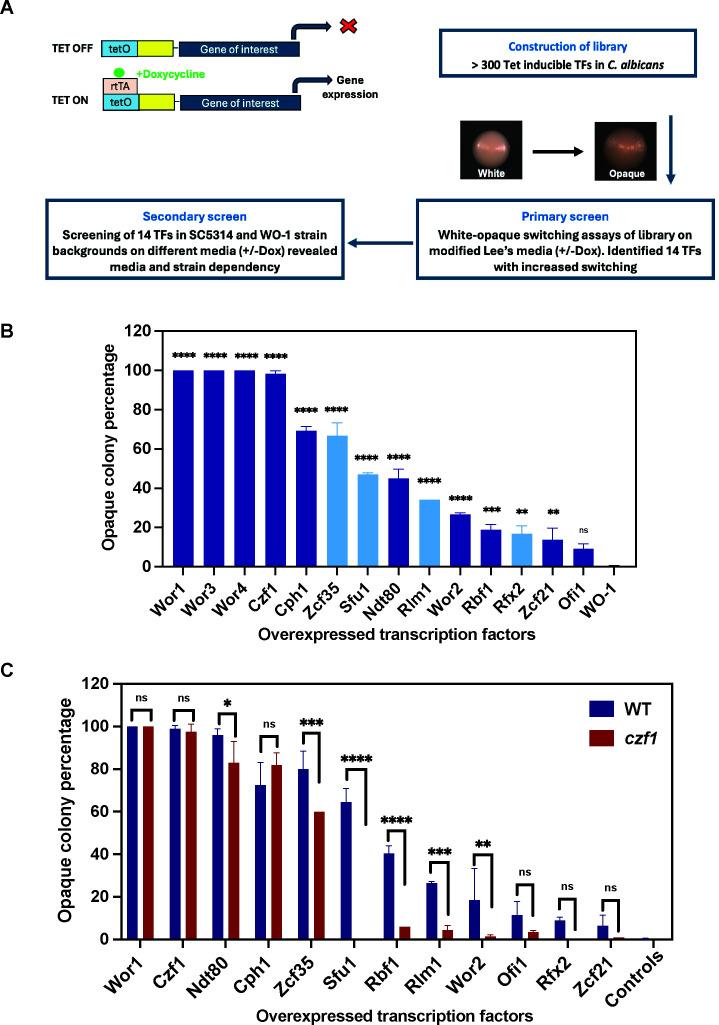 https://cdn.ncbi.nlm.nih.gov/pmc/blobs/ae4a/12077150/29ba285b7e88/mbio.00581-25.f001.jpg