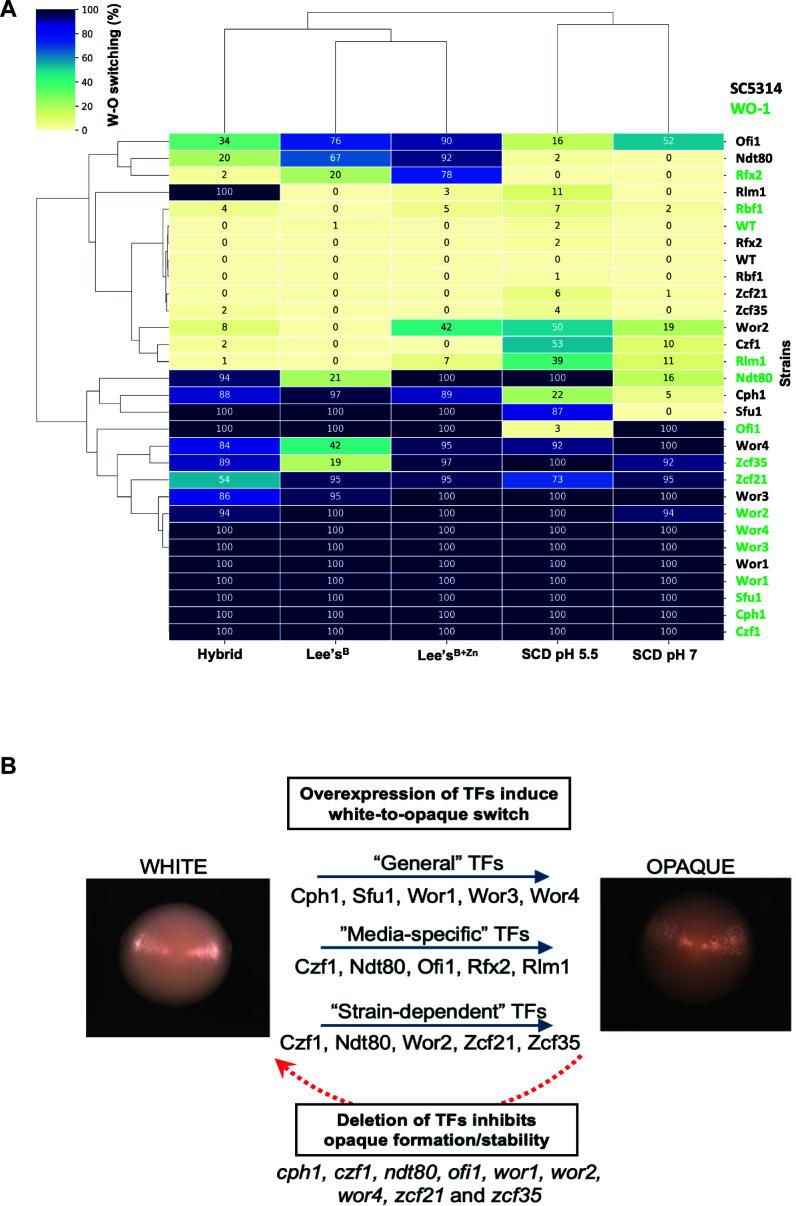 https://cdn.ncbi.nlm.nih.gov/pmc/blobs/ae4a/12077150/6ebf35615775/mbio.00581-25.f007.jpg