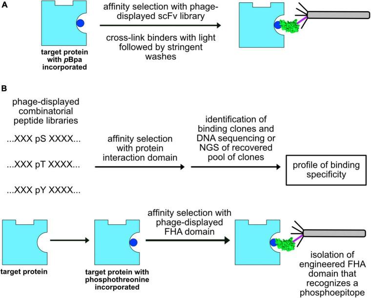 https://cdn.ncbi.nlm.nih.gov/pmc/blobs/ae4c/9393631/5f137458ce57/fmicb-13-961093-g005.jpg