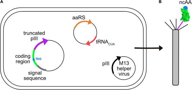 https://cdn.ncbi.nlm.nih.gov/pmc/blobs/ae4c/9393631/6c1f2fe092a7/fmicb-13-961093-g003.jpg