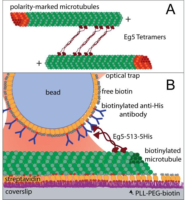 https://cdn.ncbi.nlm.nih.gov/pmc/blobs/ae4e/1716758/015cf6bd36e9/1747-1028-1-31-2.jpg