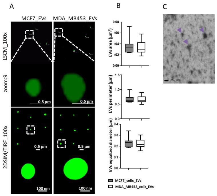 https://cdn.ncbi.nlm.nih.gov/pmc/blobs/ae51/10252721/405ab5196639/cancers-15-03045-g003.jpg