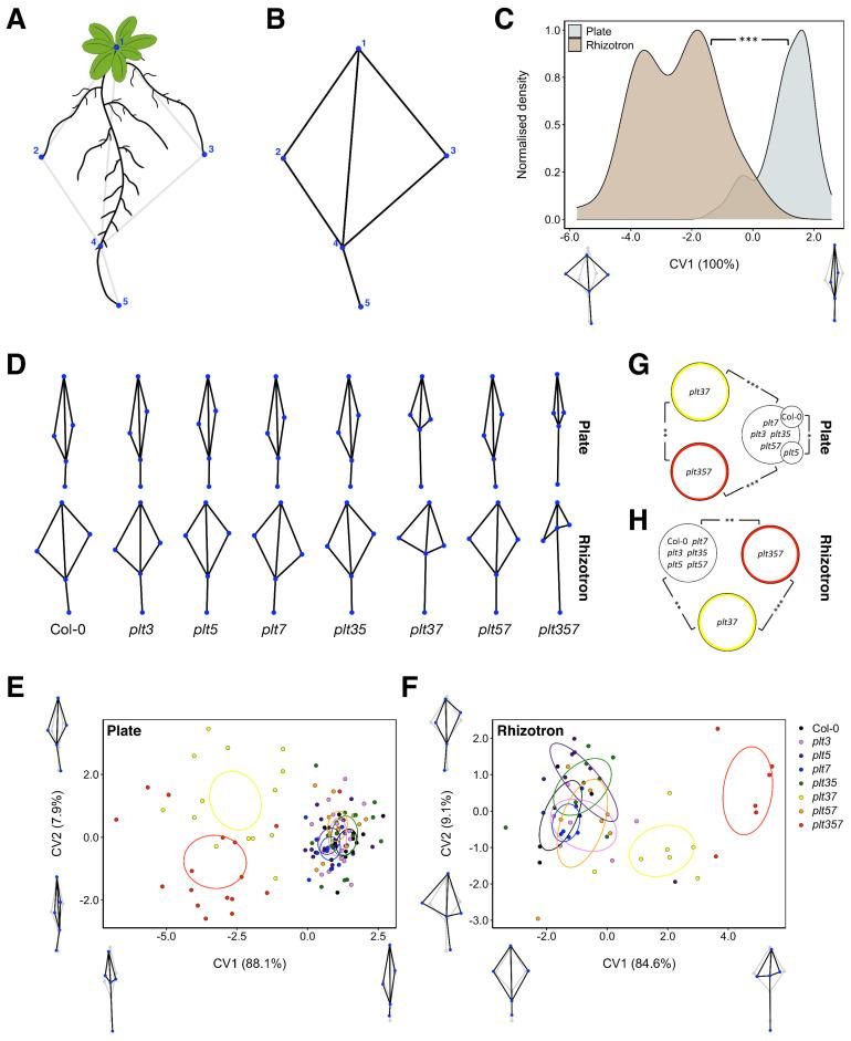 https://cdn.ncbi.nlm.nih.gov/pmc/blobs/ae52/8303133/1535b2740619/genes-12-01028-g003.jpg