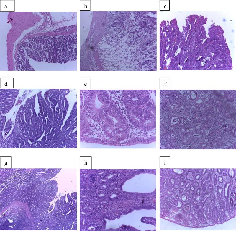 https://cdn.ncbi.nlm.nih.gov/pmc/blobs/ae54/10488718/e098d7d839d0/JEP-15-333-g0003.jpg