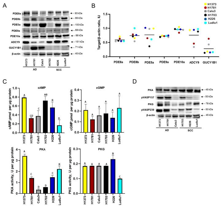 https://cdn.ncbi.nlm.nih.gov/pmc/blobs/ae57/11240499/ae113c997560/cancers-16-02475-g001.jpg