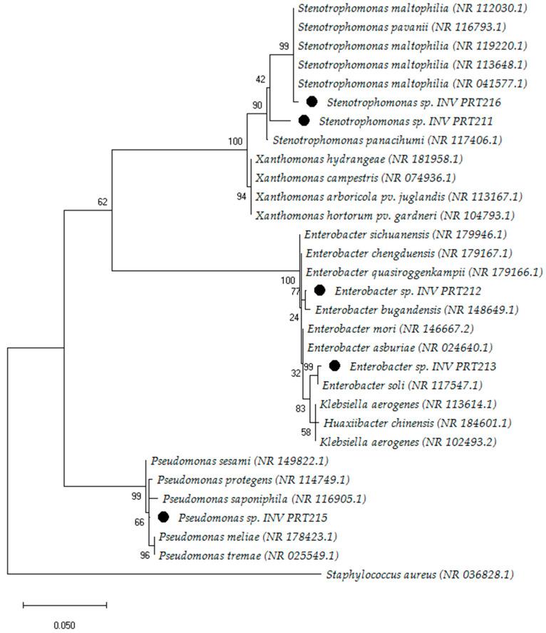 https://cdn.ncbi.nlm.nih.gov/pmc/blobs/ae5e/10673411/757b7dc48143/microorganisms-11-02708-g004.jpg