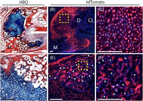 https://cdn.ncbi.nlm.nih.gov/pmc/blobs/ae66/8451921/5521755f3a93/JOR-39-1622-g001.jpg