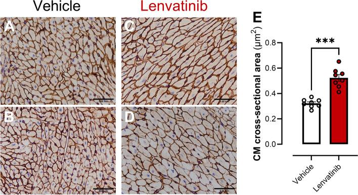 https://cdn.ncbi.nlm.nih.gov/pmc/blobs/ae6b/11816767/ced9689204b8/40959_2025_307_Fig7_HTML.jpg