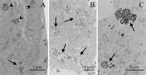 https://cdn.ncbi.nlm.nih.gov/pmc/blobs/ae6e/2914263/95b657ec1671/232_2010_9271_Fig8_HTML.jpg