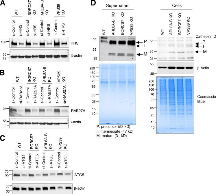 https://cdn.ncbi.nlm.nih.gov/pmc/blobs/ae6f/10202829/6bbca7153c39/JCB_202209084_FigS4.jpg