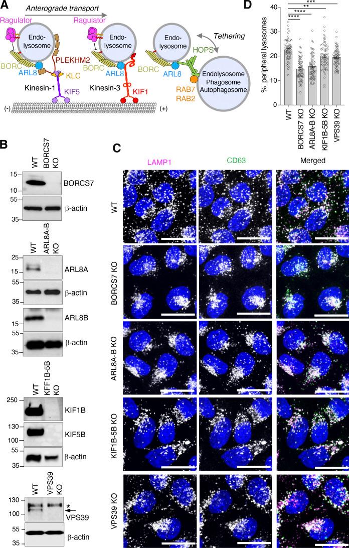 https://cdn.ncbi.nlm.nih.gov/pmc/blobs/ae6f/10202829/d6a5b1ff8f78/JCB_202209084_Fig1.jpg