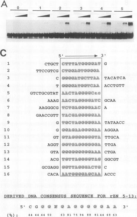 https://cdn.ncbi.nlm.nih.gov/pmc/blobs/ae71/358536/806b2369245b/molcellb00003-0274-a.jpg