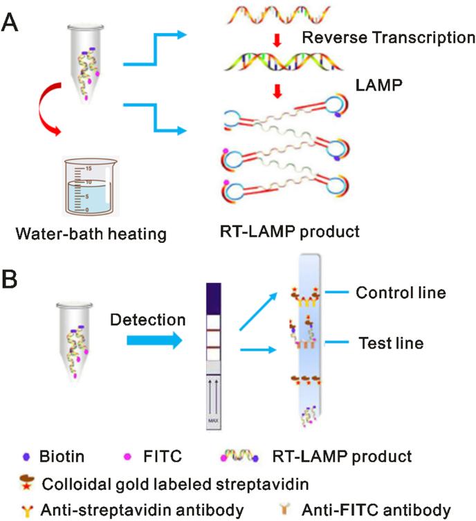 https://cdn.ncbi.nlm.nih.gov/pmc/blobs/ae71/7192971/a4cf6b10f457/gr1.jpg