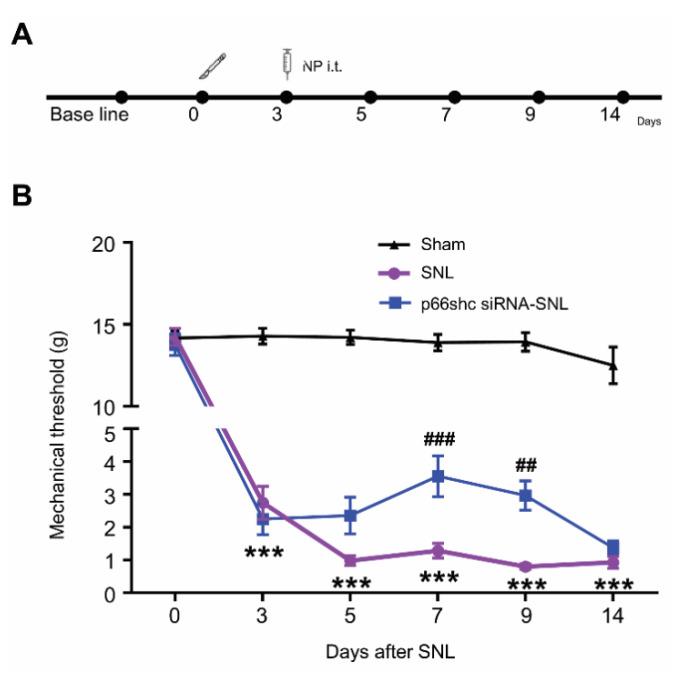 https://cdn.ncbi.nlm.nih.gov/pmc/blobs/ae71/7284875/a5ab5e9bd241/polymers-12-01014-g002.jpg