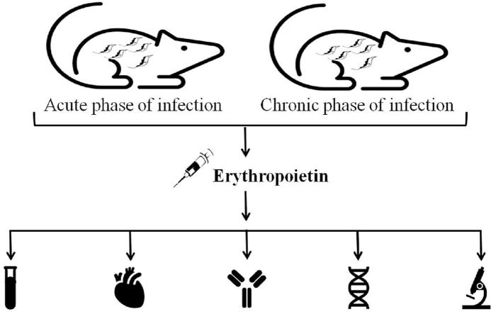 https://cdn.ncbi.nlm.nih.gov/pmc/blobs/ae72/9253553/332bc74887fe/ga1.jpg
