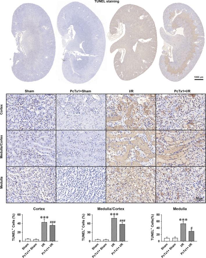 https://cdn.ncbi.nlm.nih.gov/pmc/blobs/ae78/6484315/835005b1f850/JCMM-23-3429-g003.jpg