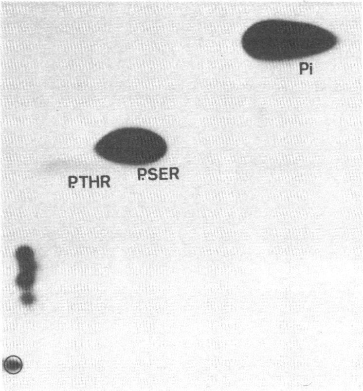 https://cdn.ncbi.nlm.nih.gov/pmc/blobs/ae7e/393500/936c69e7997e/pnas00630-0033-b.jpg