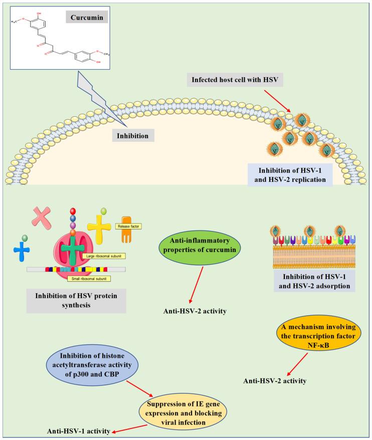 https://cdn.ncbi.nlm.nih.gov/pmc/blobs/ae7f/7912164/b168d68907c7/microorganisms-09-00292-g002.jpg