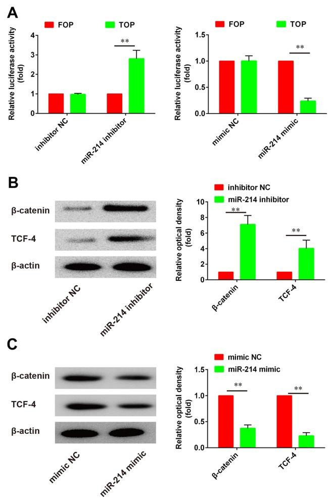 https://cdn.ncbi.nlm.nih.gov/pmc/blobs/ae80/5779983/3fe7e943eaa5/MMR-16-06-9301-g03.jpg