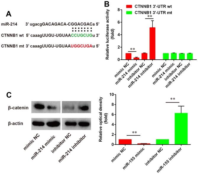 https://cdn.ncbi.nlm.nih.gov/pmc/blobs/ae80/5779983/e5108c0635ed/MMR-16-06-9301-g02.jpg