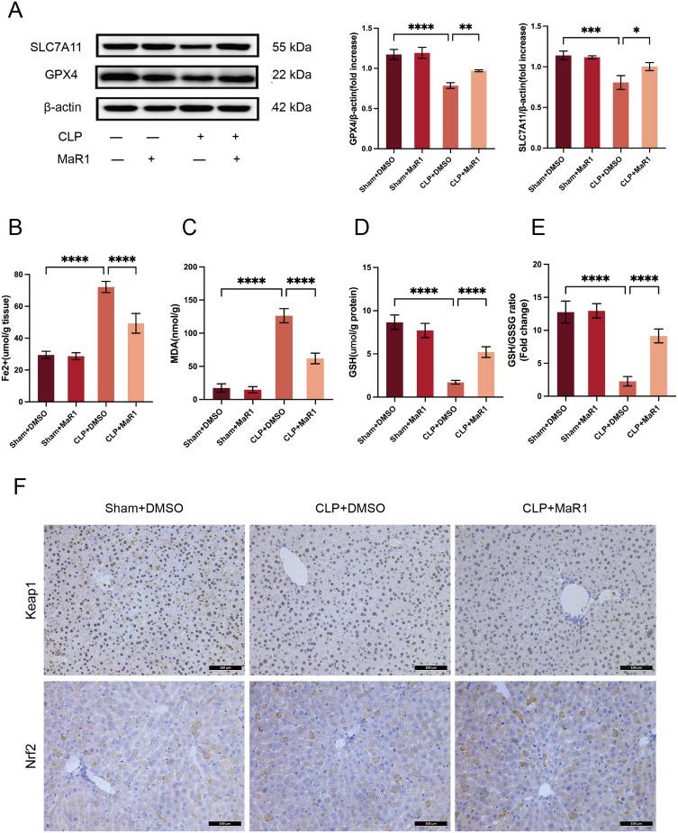 https://cdn.ncbi.nlm.nih.gov/pmc/blobs/ae82/11651138/1fcbe8e40c56/JIR-17-11041-g0003.jpg