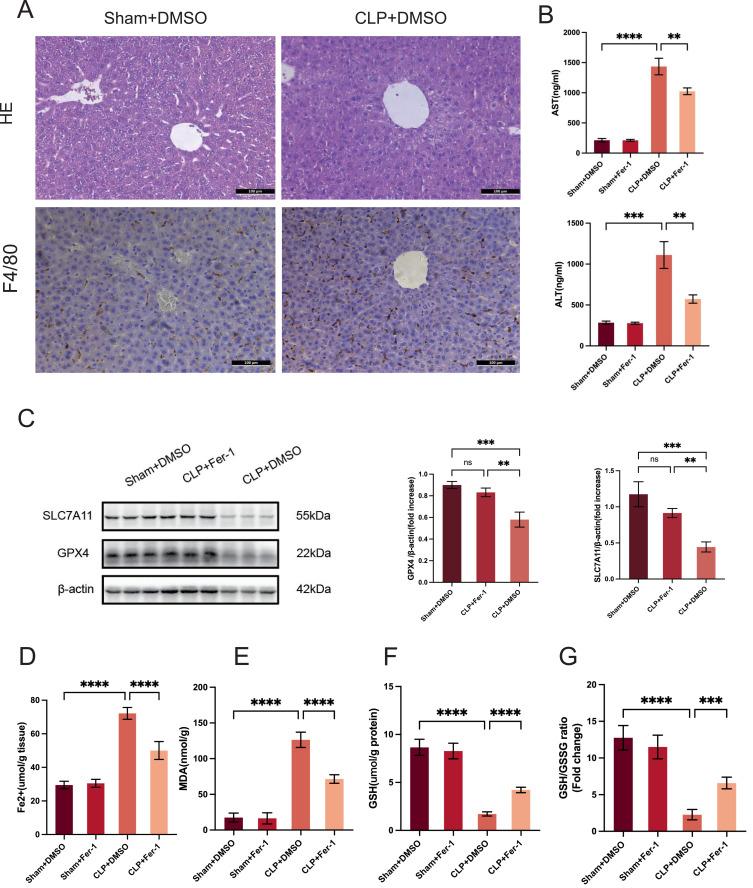 https://cdn.ncbi.nlm.nih.gov/pmc/blobs/ae82/11651138/9d5e733c84d0/JIR-17-11041-g0001.jpg
