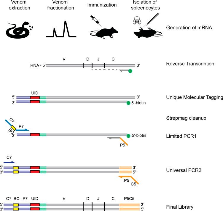 https://cdn.ncbi.nlm.nih.gov/pmc/blobs/ae82/5267563/8567815d4fc4/peerj-05-2924-g001.jpg