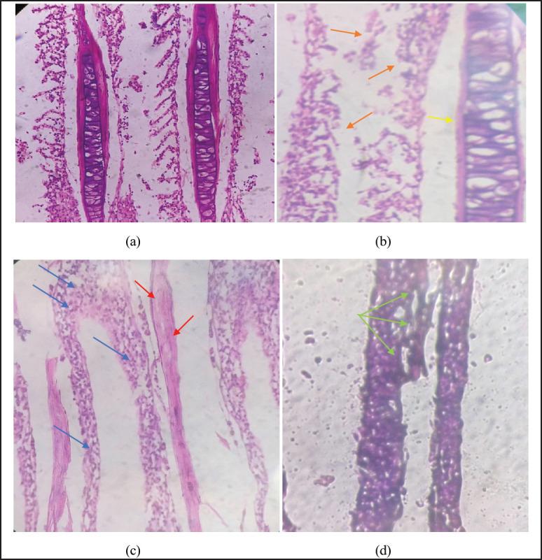 https://cdn.ncbi.nlm.nih.gov/pmc/blobs/ae83/11296164/c4822b1de123/JAVAR-11-463-g005.jpg