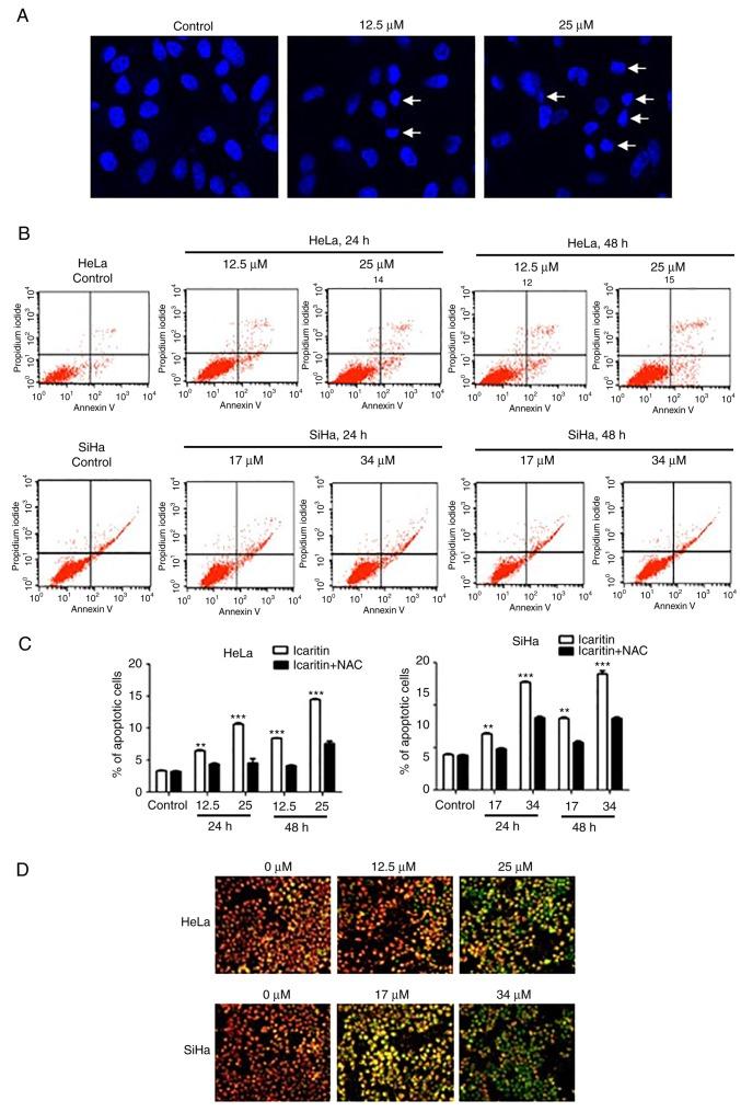 https://cdn.ncbi.nlm.nih.gov/pmc/blobs/ae86/6312933/700a79a92c90/OR-41-02-0765-g07.jpg