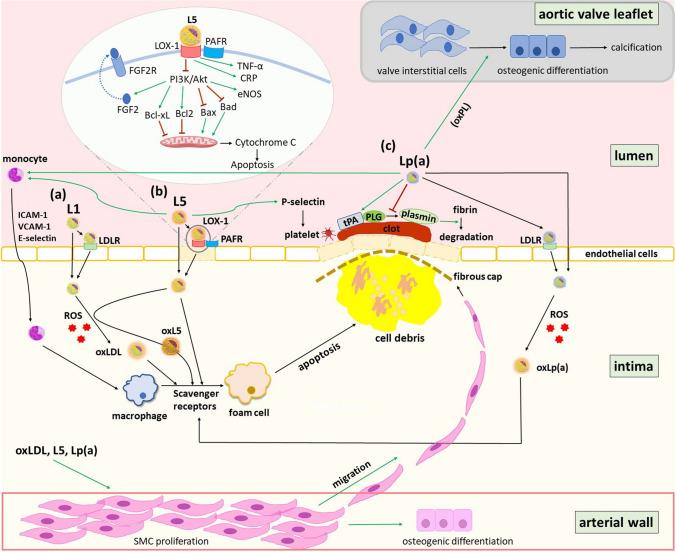 https://cdn.ncbi.nlm.nih.gov/pmc/blobs/ae8f/11192678/07e199654c88/11883_2024_1209_Fig2_HTML.jpg