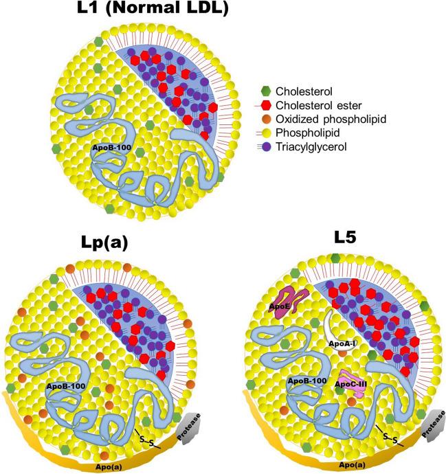 https://cdn.ncbi.nlm.nih.gov/pmc/blobs/ae8f/11192678/a2ac57410184/11883_2024_1209_Fig1_HTML.jpg