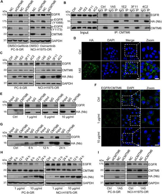 https://cdn.ncbi.nlm.nih.gov/pmc/blobs/ae91/12279249/599ffcf5953b/ADVS-12-2410945-g003.jpg