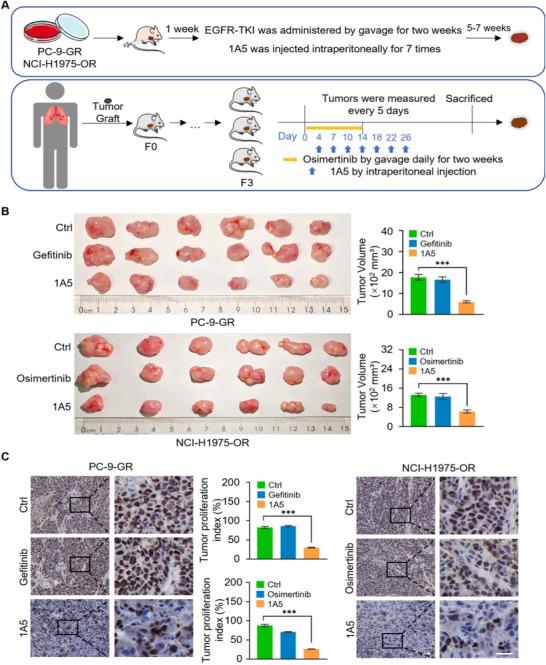 https://cdn.ncbi.nlm.nih.gov/pmc/blobs/ae91/12279249/e9b290dc4cda/ADVS-12-2410945-g004.jpg