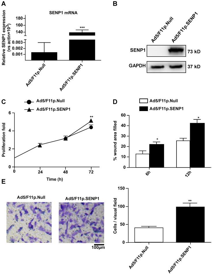 https://cdn.ncbi.nlm.nih.gov/pmc/blobs/ae95/7976564/a6c2d6033d34/ijmsv18p1618g004.jpg