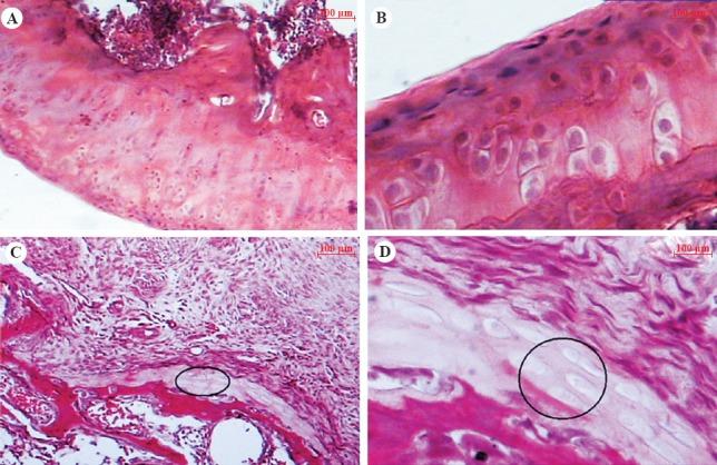 https://cdn.ncbi.nlm.nih.gov/pmc/blobs/ae98/4510726/254165f755b4/IJMR-141-454-g003.jpg