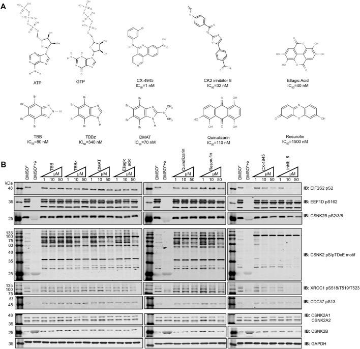 https://cdn.ncbi.nlm.nih.gov/pmc/blobs/ae98/9225150/8017d2dfbe72/fmolb-09-909711-g001.jpg