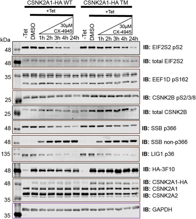https://cdn.ncbi.nlm.nih.gov/pmc/blobs/ae98/9225150/dfc8f586fbcc/fmolb-09-909711-g005.jpg