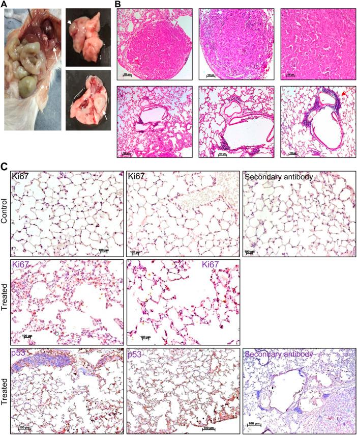 https://cdn.ncbi.nlm.nih.gov/pmc/blobs/ae98/9729358/e2d222288485/fgene-13-1047746-g008.jpg